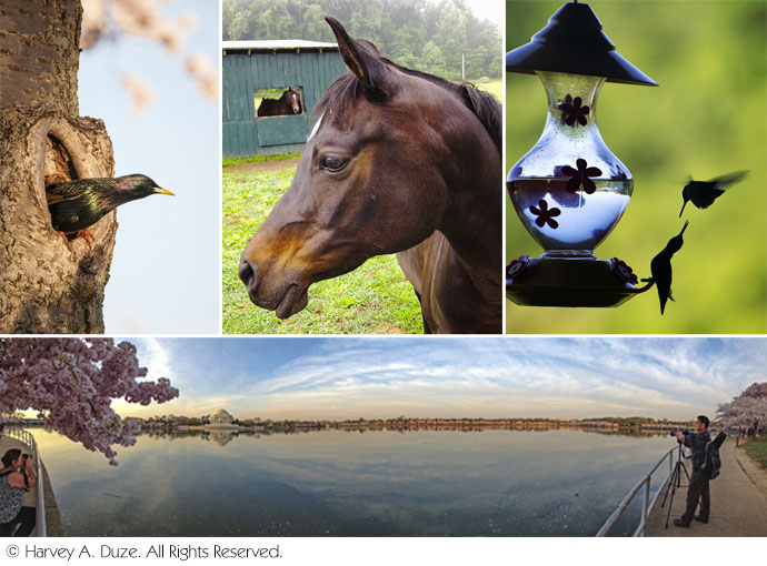 7th Photography Masters Cup Nominees
