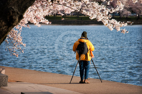 HD_P-44 - Photographer in yellow jacket photographing the Tidal Basin during Cherry Blossom Season HD_P-44 - Photographer in yellow jacket photographing the Tidal Basin during Cherry Blossom Season