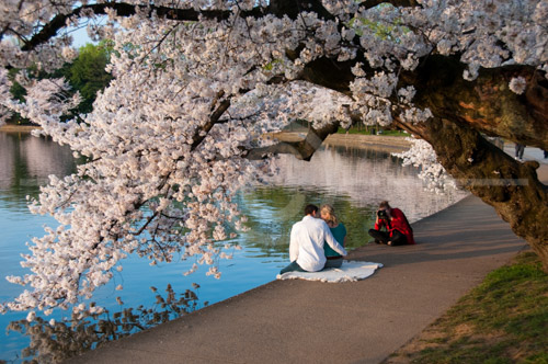 HD_P-45 - Future bride and groom photographed under one of the older cherry trees in full bloom near the Tidal Basin. HD_P-45 - Future bride and groom photographed under one of the older cherry trees in full bloom near the Tidal Basin.