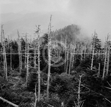 HD_STBW-31 - View from summit of Clingmans Dome in the Great Smoky Mountains National Park, on the border of North Carolina and Tennessee.