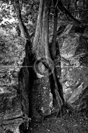 HD_STBW-45 - Tree growning out of rock formation near towpath of C&O Canal in Great Falls Park, Maryland (Wide Water area).