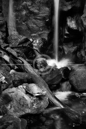 HD_STBW-46 - Rain Forest habitat at the Baltimore National Aquarium
