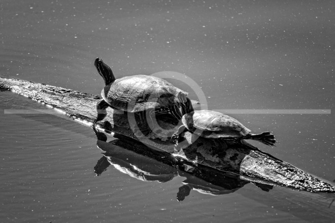 HD_STBW-47 - Two turtles sitting on a partially submerged log on Lake Churchill (Germantown, Maryland) on a warm and sunny fall afternoon. They look like they are playing 