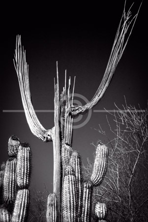 HD_STBW-48 - Dead Saguaro Cactus rises above against a dark sky at the Arizona-Sonora Desert Museum, near Tucson.