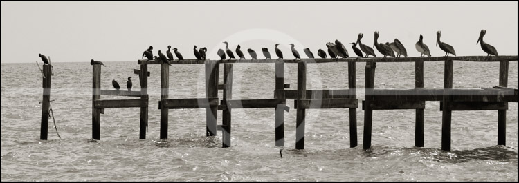 HD_STBW-50 - Various seabirds on abandoned dock out in Chesapeake Bay at Scotland Beach, Maryland.