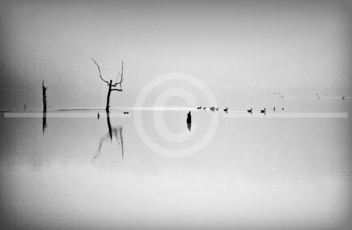 HD_STBW-51 - Geese and dead trees seen through early morning fog on Little Seneca Lake, Germantown, Maryland.