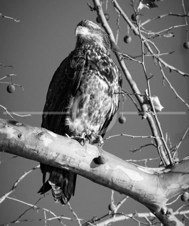 HD_STBW-53 - Immature Bald Eagle with its prey sitting on a tree near Conowingo Dam on the Susquehanna River, not far from Havre de Grace, Maryland. A great many Bald Eagles, Turkey Vultures, and other rapters congregate near the dam from late October through early January due to the large number of fish near the bottom of the dam. Bald Eagles do not obtain their distictive white head and tail plumage until their fifth year.