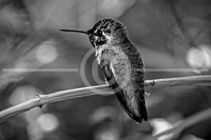 HD_STBW-54 - Female Magnificent Hummingbird at the Arizona-Sonora Desert Museum near Tucson, Arizona. HD_STBW-54 - Female Magnificent Hummingbird at the Arizona-Sonora Desert Museum near Tucson, Arizona.