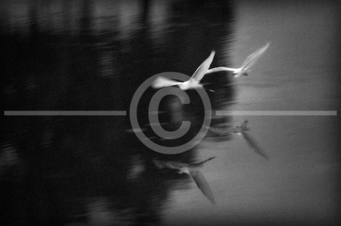 HD_STBW-55 - Pair of Snowy Egrets flying above small lake in The Villages, near Lady Lake, Florida.