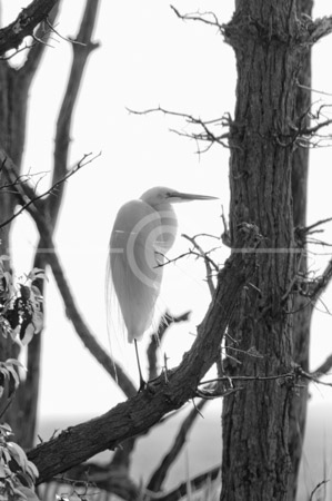 HD_STBW-56 - A Great Egret, a member of the Heron family sitting in a tree at Bombay Hook NWR near Dover Delaware.