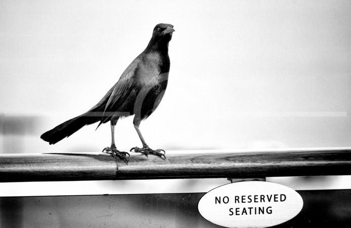 HD_STBW-57 - Bird standing on railing of Carnival Pride just above -No Reserve Seating- sign.