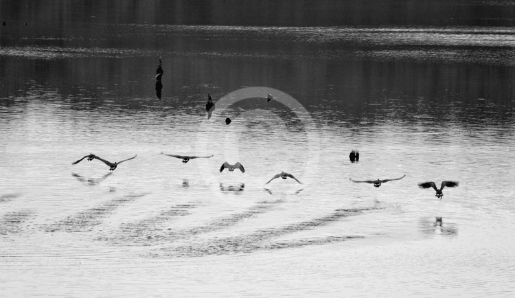 HD_STBW-58 - Canadian Geese taking off from Little Seneca Lake in Germantown, MD