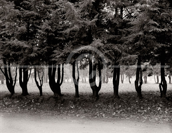 HD_STBW-59 - Row of trees along entrance roadway to main part of Washington Crossing State Park in eastern Pennsylania.