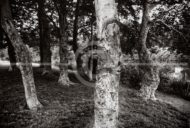 HD_STBW-60 - Grove of trees with initials etched into the trunks near stream in Branch Brook Park, Newark, New Jersey.