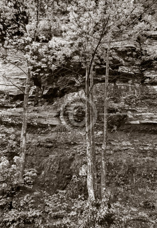 HD_STBW-63 - Trees-Rocks, Catskill Mountains near Hunter, New York