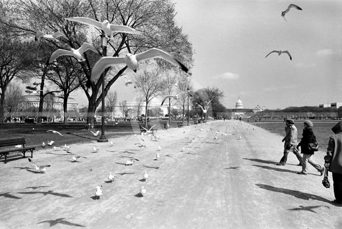HD_STBW-69 - Walking along the Mall in Washington D.C.. Seagulls and people. HD_STBW-69 - Walking along the Mall in Washington D.C.. Seagulls and people.