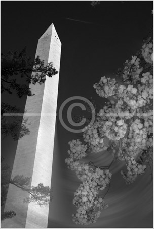 HD_STBW-75 - Washington Monument seen from behind wind-blown cherry tree branches during cherry blossom season. HD_STBW-75 - Washington Monument seen from behind wind-blown cherry tree branches during cherry blossom season.
