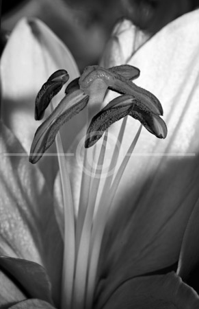 HD_STBW-81 - Closeup of the stigma, style, stamens, and filament of an Easter Lily. HD_STBW-81 - Closeup of the stigma, style, stamens, and filament of an Easter Lily.
