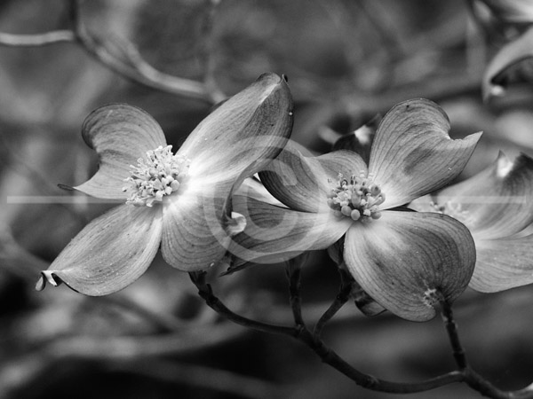 HD_STBW-82 - Dogwood (?) tree in bloom in backyard of house. HD_STBW-82 - Dogwood (?) tree in bloom in backyard of house.