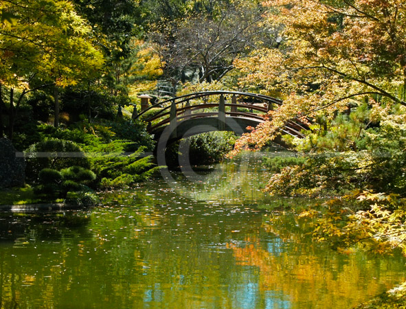 HD_STC-05 - Bridge accross stream-Japanese Gardens (Fort Worth, TX) HD_STC-05 - Bridge accross stream-Japanese Gardens (Fort Worth, TX)