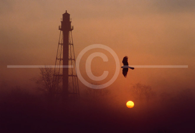 HD_STC-35 - Sunrise at Taylor's Bridge, Delaware with Marsh Hawk. March 1986 (actual date shot unknown.) HD_STC-35 - Sunrise at Taylor's Bridge, Delaware with Marsh Hawk. March 1986 (actual date shot unknown.)
