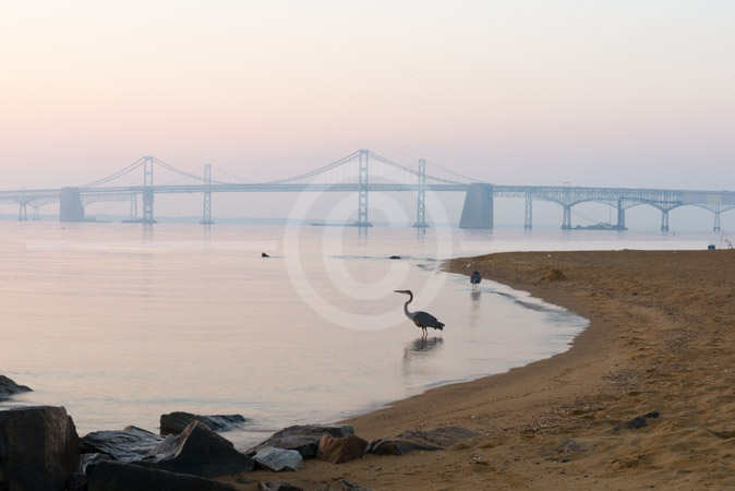 HD_STC-36 - Herons and other shorebirds on the beach at Sandy Point State Park just after sunrise. Chesapeake Bay Bridge can be seen in the background. HD_STC-36 - Herons and other shorebirds on the beach at Sandy Point State Park just after sunrise. Chesapeake Bay Bridge can be seen in the background.
