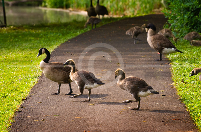 HD_STC-37 - Three geese walking across path, Lake Churchill, Germantown, Maryland. HD_STC-37 - Three geese walking across path, Lake Churchill, Germantown, Maryland.