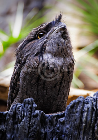 HD_STC-38 - Tawny Frogmouth Size: 34-48cm Habitat: Distributed Australia wide, this Frogmouth inhabits woodlands. Feeds nocturnally on beetles, grasshoppers, snails and small mammals. Notes: Grey bird, large yellow eyes, camouflaged to look like a tree branch. Breeds Spring. HD_STC-38 - Tawny Frogmouth Size: 34-48cm Habitat: Distributed Australia wide, this Frogmouth inhabits woodlands. Feeds nocturnally on beetles, grasshoppers, snails and small mammals. Notes: Grey bird, large yellow eyes, camouflaged to look like a tree branch. Breeds Spring.