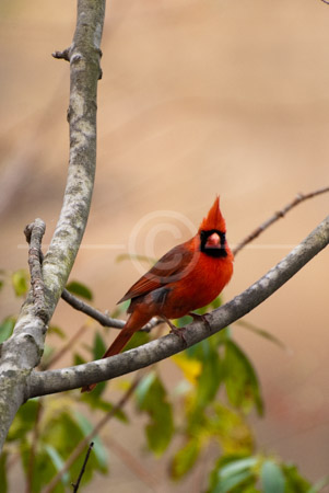 HD_STC-39 - Cardinal, Little Seneca Lake, Germantown, Maryland. HD_STC-39 - Cardinal, Little Seneca Lake, Germantown, Maryland.