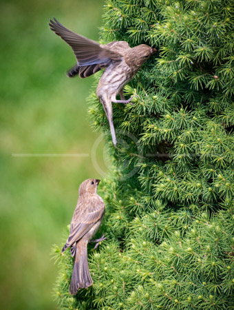 HD_STC-40 - Two female House Finches getting ready to enter Blue Spruce in backyard to get to their nests. HD_STC-40 - Two female House Finches getting ready to enter Blue Spruce in backyard to get to their nests.
