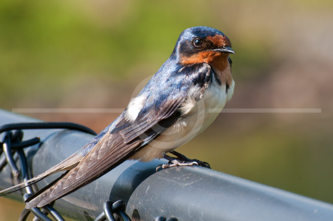 HD_STC-41 - Bird sitting on the fence, Germantown, Maryland HD_STC-41 - Bird sitting on the fence, Germantown, Maryland