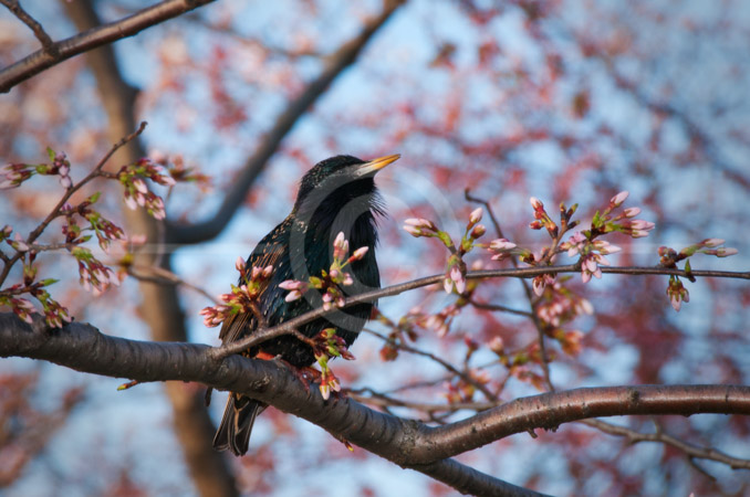 HD_STC-42 - Black bird in Cherry Tree near Tidal Basin HD_STC-42 - Black bird in Cherry Tree near Tidal Basin