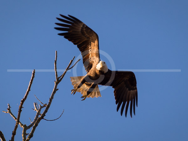 HD_STC-43 - Bald Eagle taking off from tree top near Conowingo Dam, Maryland. HD_STC-43 - Bald Eagle taking off from tree top near Conowingo Dam, Maryland.