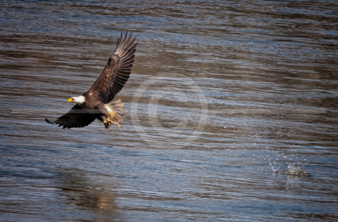 HD_STC-44 - Bald Eagle snags a fish just below Conawingo Dam in Maryland. HD_STC-44 - Bald Eagle snags a fish just below Conawingo Dam in Maryland.