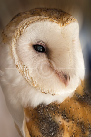 HD_STC-45 - Closeup of an Barn Owl at the Arizona-Sonora Desert Museum near Tucson, Arizona. HD_STC-45 - Closeup of an Barn Owl at the Arizona-Sonora Desert Museum near Tucson, Arizona.