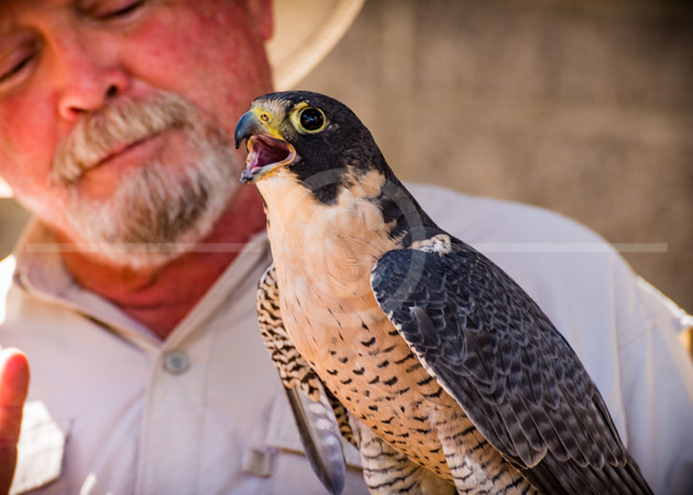HD_STC-46 - Peregrine falcon with handler in Scottsdale AZ. HD_STC-46 - Peregrine falcon with handler in Scottsdale AZ.
