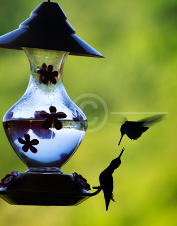 HD_STC-47 - Two hummingbirds visiting feeder at North Mountain Inn B&B near Cabins, West Virginia. HD_STC-47 - Two hummingbirds visiting feeder at North Mountain Inn B&B near Cabins, West Virginia.