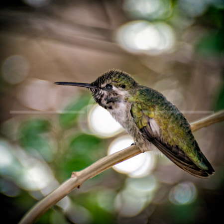 HD_STC-48 - Vervain Hummingbird at the Arizona Sonora Desert Museum HD_STC-48 - Vervain Hummingbird at the Arizona Sonora Desert Museum