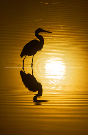 HD_STC-49 - Heron sitting in lake at sunrise at the Villages, Florida. HD_STC-49 - Heron sitting in lake at sunrise at the Villages, Florida.