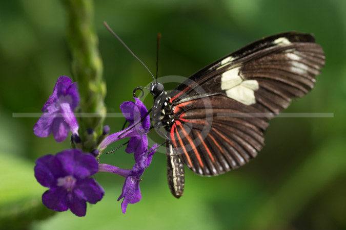HD_STC-50 - Doris Longwing Butterfly at Butterfly Wonderland in Scottsdale, Arizona HD_STC-50 - Doris Longwing Butterfly at Butterfly Wonderland in Scottsdale, Arizona