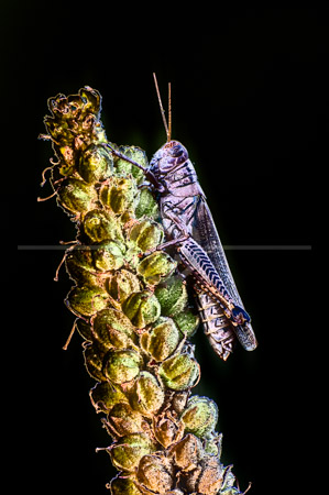 HD_STC-51 - Grasshopper resting on plant near Little Seneca Lake in Germantown, Maryland HD_STC-51 - Grasshopper resting on plant near Little Seneca Lake in Germantown, Maryland