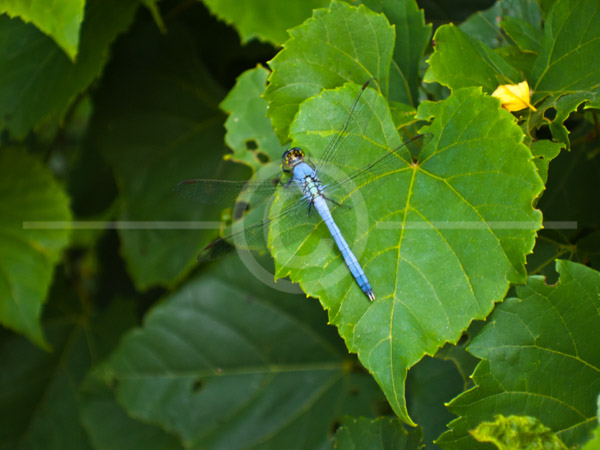 HD_STC-52 - Dragonfly sitting on leaf near Little Seneca Lake, Germantown, Maryland. HD_STC-52 - Dragonfly sitting on leaf near Little Seneca Lake, Germantown, Maryland.
