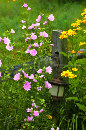 HD_STC-55 - Flowers and old lantern against picket fence on grounds of B&B near Warrensburg, NY HD_STC-55 - Flowers and old lantern against picket fence on grounds of B&B near Warrensburg, NY