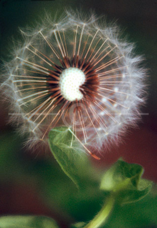 HD_STC-56 - Close-up of Dandelion flower seeds. HD_STC-56 - Close-up of Dandelion flower seeds.