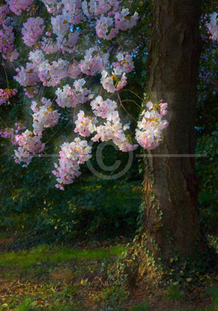 HD_STC-58 - Cherry Tree in bloom between Tidal Basin and FDR Memorial, Morning. HD_STC-58 - Cherry Tree in bloom between Tidal Basin and FDR Memorial, Morning.