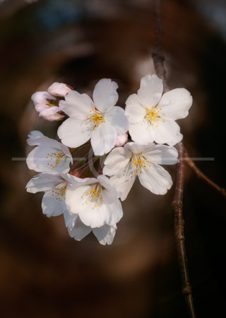 HD_STC-59 - Cherry Blossoms against a dark background HD_STC-59 - Cherry Blossoms against a dark background