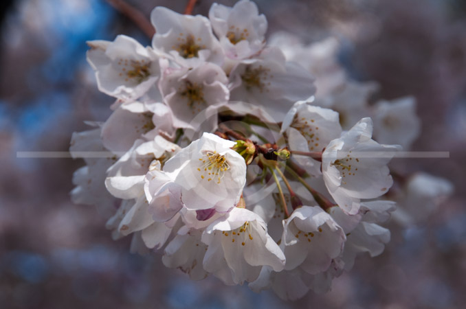 HD_STC-60 - Cherry blossoms in peak bloom at the Tidal Basin HD_STC-60 - Cherry blossoms in peak bloom at the Tidal Basin
