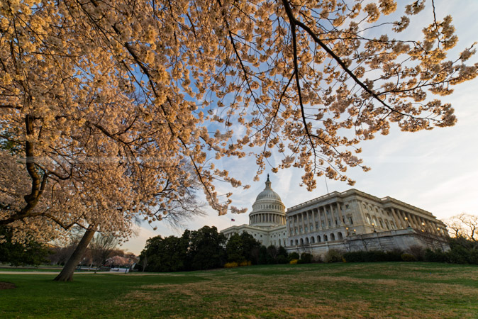 HD_STC-73 - Cherry Trees in full bloom frame the U.S. Capitol Building on the west side. The House of Representatives wing is to the right of the dome. HD_STC-73 - Cherry Trees in full bloom frame the U.S. Capitol Building on the west side. The House of Representatives wing is to the right of the dome.