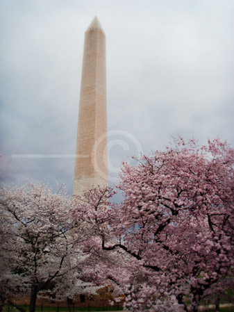 HD_STC-82 - Washington Monument peaks above a grove of Cherry Blossoms on a cloudy and misty morning. HD_STC-82 - Washington Monument peaks above a grove of Cherry Blossoms on a cloudy and misty morning.