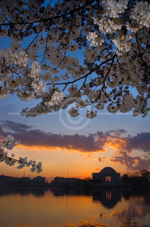 HD_STC-84 - Sunrise at peak of Cherry Blossom season at the Tital Basin with Jefferson Memorial and Washington Skyline in background. HD_STC-84 - Sunrise at peak of Cherry Blossom season at the Tital Basin with Jefferson Memorial and Washington Skyline in background.